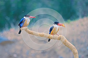 Black-capped kingfisher