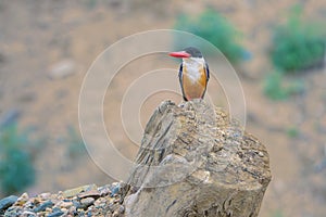 Black-capped Kingfisher