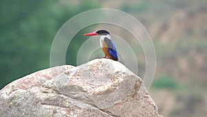 Black-capped Kingfisher