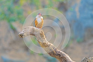 Black-capped Kingfisher