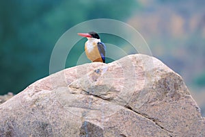 Black-capped kingfisher