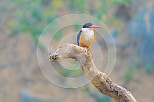 Black-capped kingfisher