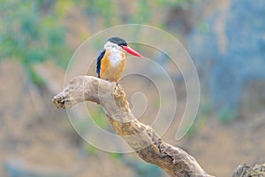 Black-capped kingfisher