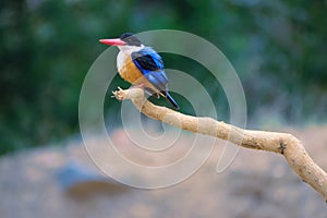 Black-capped kingfisher