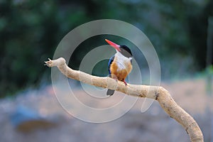 Black-capped kingfisher