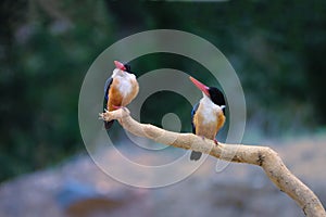 Black-capped kingfisher