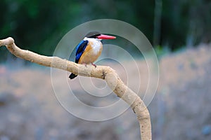 Black-capped kingfisher