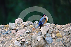 Black-capped kingfisher