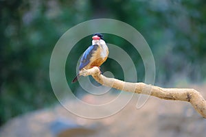 Black-capped kingfisher