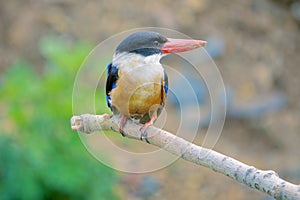 Black-capped kingfisher