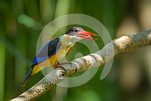 Black-capped Kingfisher