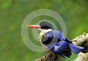 Black-capped Kingfisher