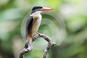 Black-capped Kingfisher
