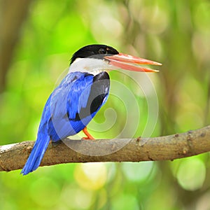 Black-capped Kingfisher Bird