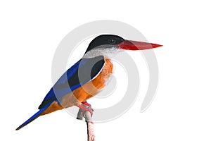 Black-capped Kingfisher bird