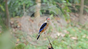 Black-capped Kingfisher bird catch insects