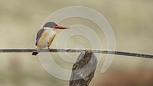 Black-capped Kingfisher on Black Rubber Wire