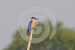 Black-capped Kingfisher on branch, Halcyon pileata, Zuari River, Goa