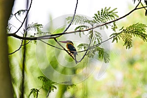 black-capped kingfisher in exotic environment