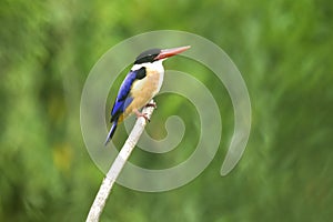 Black-capped Kingfisher,fascinated blue bird on curve wooden branch in elegance nature