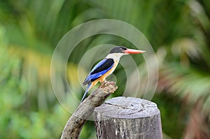 Black-capped Kingfisher(Halcyon pileata)