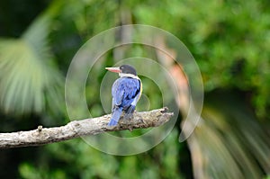 Black-capped Kingfisher(Halcyon pileata)