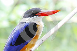 Black capped Kingfisher Halcyon pileata