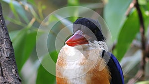 Black-capped Kingfisher Halcyon pileata