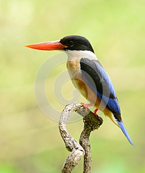 Black-capped Kingfisher(Halcyon pileata)