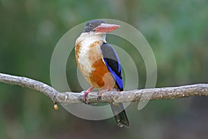 Black-capped Kingfisher Halcyon pileata Beautiful Birds of Thailand