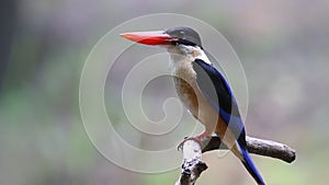 Black-capped Kingfisher Halcyon pileata beautiful birds of Thailand