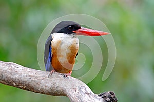 Black-capped Kingfisher Halcyon pileata Beautiful Birds of Thailand