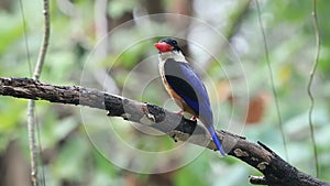 Black-capped Kingfisher Halcyon pileata Beautiful Birds of Thailand