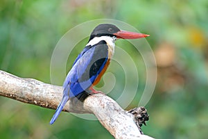 Black-capped Kingfisher Halcyon pileata Beautiful Birds of Thailand