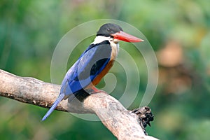Black-capped Kingfisher Halcyon pileata Beautiful Birds of Thailand perching on the tree