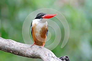 Black-capped Kingfisher Halcyon pileata Beautiful Birds of Thailand perching on the tree