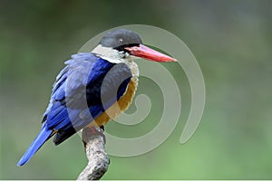 Black-capped kingfisher (Halcyon pileata) beautiful blue wings b