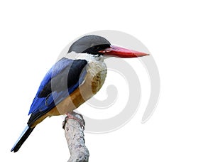 Black-capped kingfisher (Halcyon pileata) beautiful blue wings b