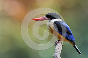 Black-capped kingfisher (Halcyon pileata) beautiful blue wings b