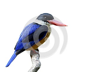 Black-capped kingfisher (Halcyon pileata) beautiful blue wings w