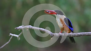 Black-capped Kingfisher Halcyon pileata Birds eating cricket