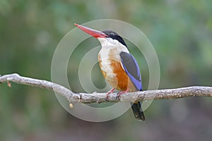 Black-capped Kingfisher Halcyon pileata Birds of Thailand