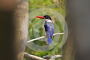 Black-capped Kingfisher Halcyon pileata Cute Birds of Thailand