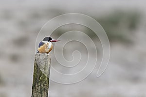 Black-capped Kingfisher Halcyon pileata perching on wood at wetland