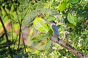 Black-capped Kingfisher (Halcyon pileata) a tree kingfisher on a branch in Thailand