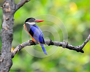 Black capped Kingfisher on the tree