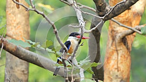 Black-capped Kingfisher in tropical rain forest.