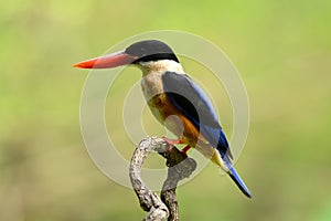 Black-capped KingfisherHalcyon pileata