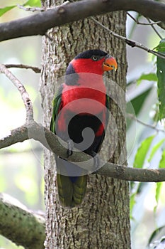 Black-Capped Lori Lorius Lory