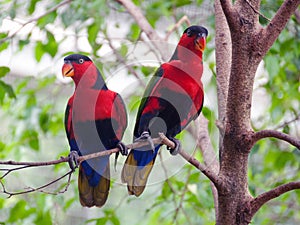 Black capped lories